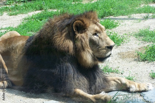 A resting lion 