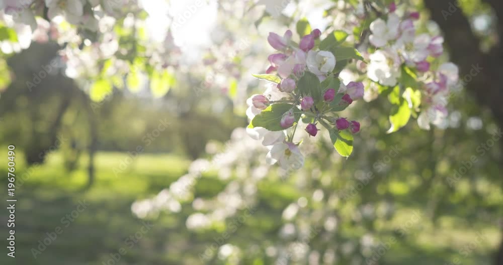 Slow motion handheld shot of blossoming apple tree in a garden Slow motion handheld shot of blossoming apple tree in a garden
