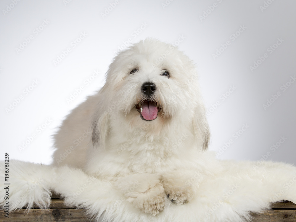 Cute havanese dog portrait. Image taken in a studio with white background. Cute havanese dog portrait. Image taken in a studio with white background.