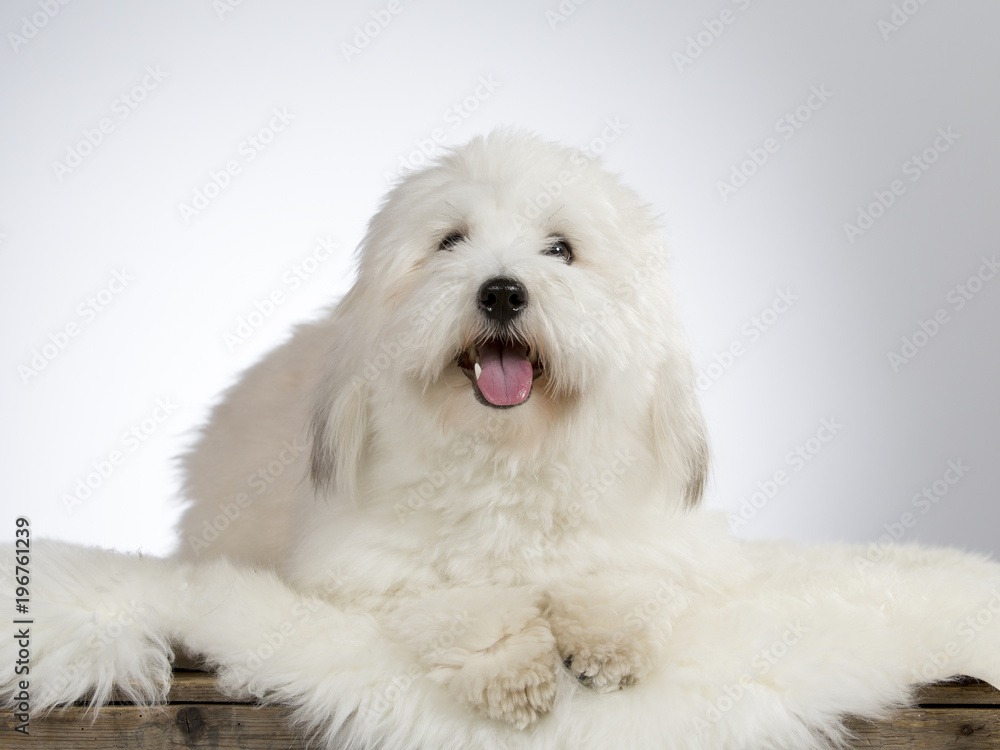 Cute havanese dog portrait. Image taken in a studio with white background. 