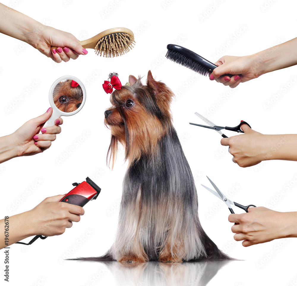 groomer tools