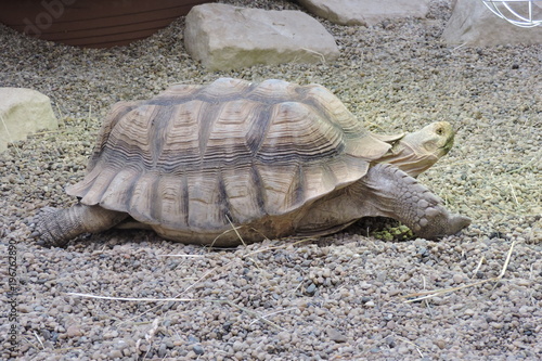 A tortoise, turtle eating grass