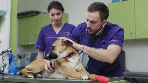 in veterinary clinic vet and his assistant inspects cute dog medical business woman love man doctor animal pet care examining cute exam health medicine people professional treatment check nurse canine photo
