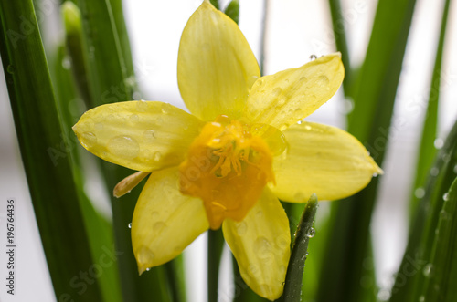Fototapeta Naklejka Na Ścianę i Meble -  Bright yellow blooming narcissus on a background of gently green leaves
