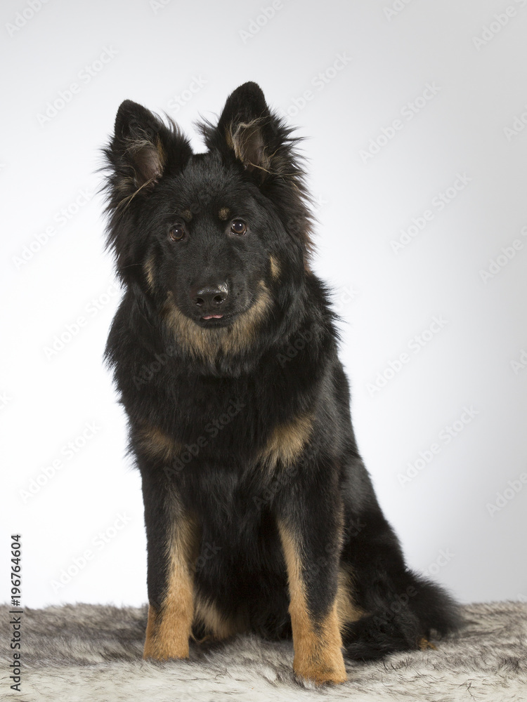 Bohemian shepherd dog portrait. The breed is also known as Czech sheepdog or bohemian herder. Image taken in a studio. 