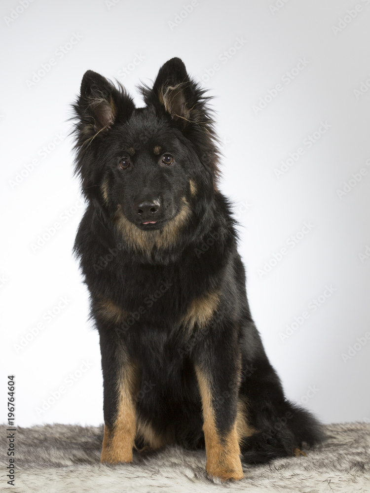 Bohemian shepherd dog portrait. The breed is also known as Czech sheepdog or bohemian herder. Image taken in a studio. Bohemian shepherd dog portrait. The breed is also known as Czech sheepdog or bohemian herder. Image taken in a studio.