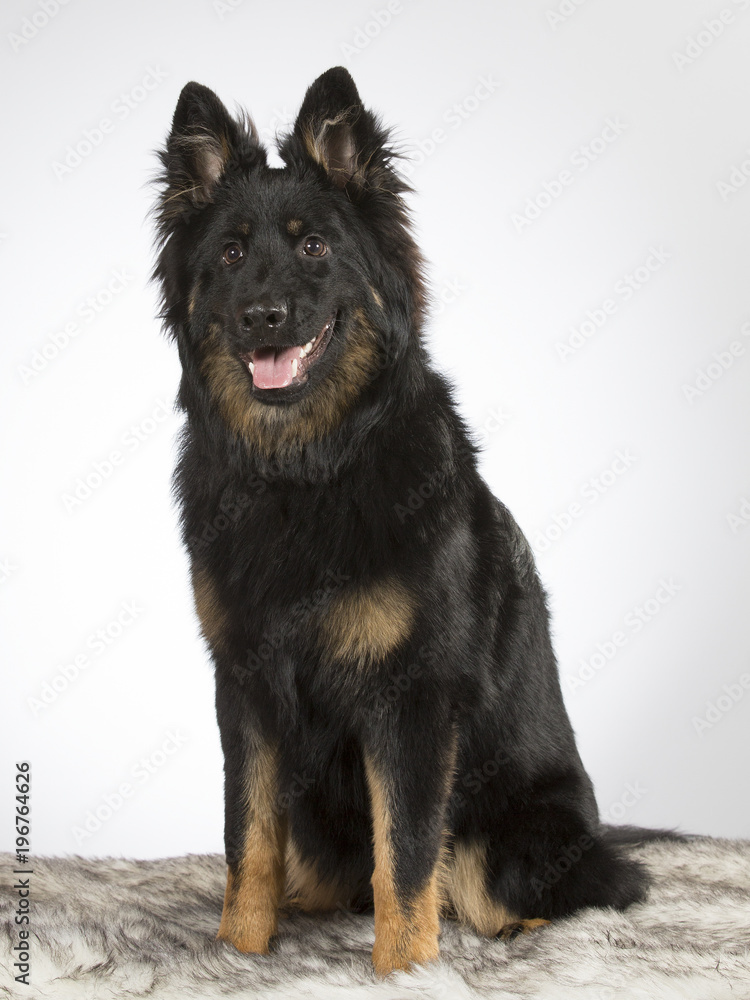 Bohemian shepherd dog portrait. The breed is also known as Czech sheepdog or bohemian herder. Image taken in a studio. Bohemian shepherd dog portrait. The breed is also known as Czech sheepdog or bohemian herder. Image taken in a studio.