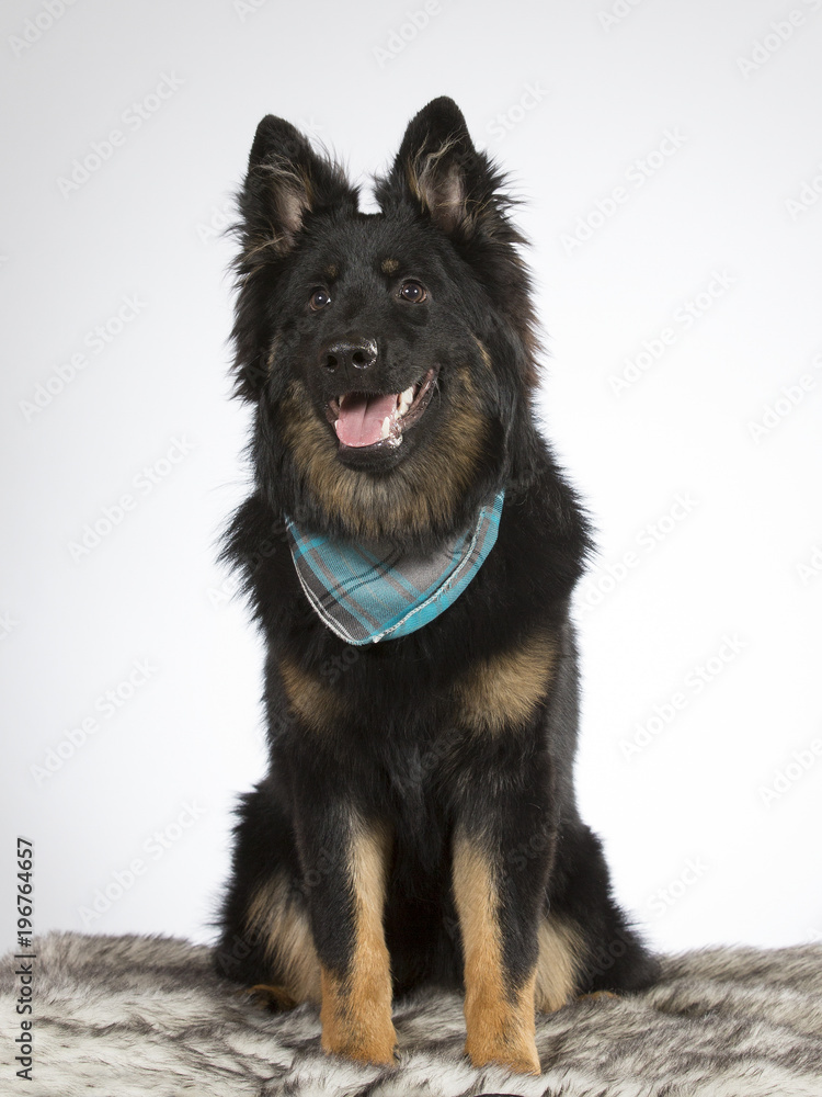 Bohemian shepherd dog portrait. The breed is also known as Czech sheepdog or bohemian herder. Image taken in a studio. Bohemian shepherd dog portrait. The breed is also known as Czech sheepdog or bohemian herder. Image taken in a studio.