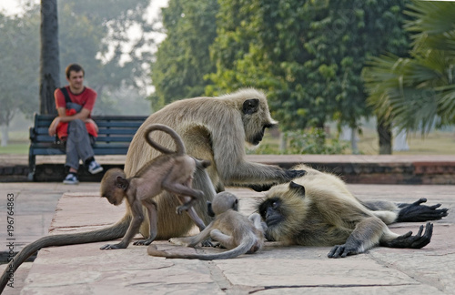 family of monkeys in the national park of India © Nataliia Makarovska