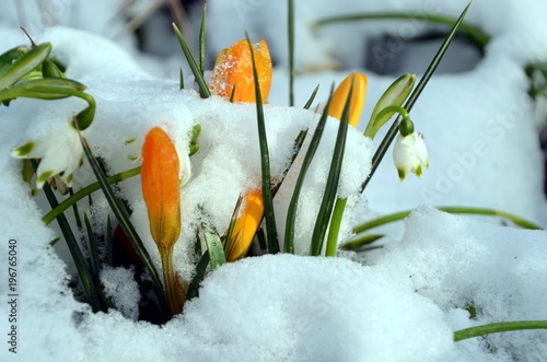 Fototapeta Naklejka Na Ścianę i Meble -  Schnee, Schneeglöckchen, Krokusse