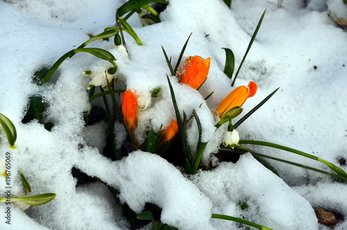 Fototapeta Naklejka Na Ścianę i Meble -  Schnee, Schneeglöckchen, Krokusse