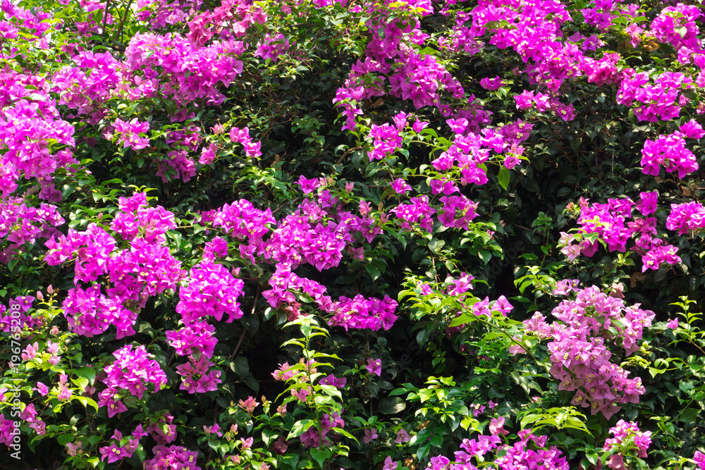 Fototapeta premium Pink bougainvillea flower as a background (Bougainvillea hybrida., Paper flower)