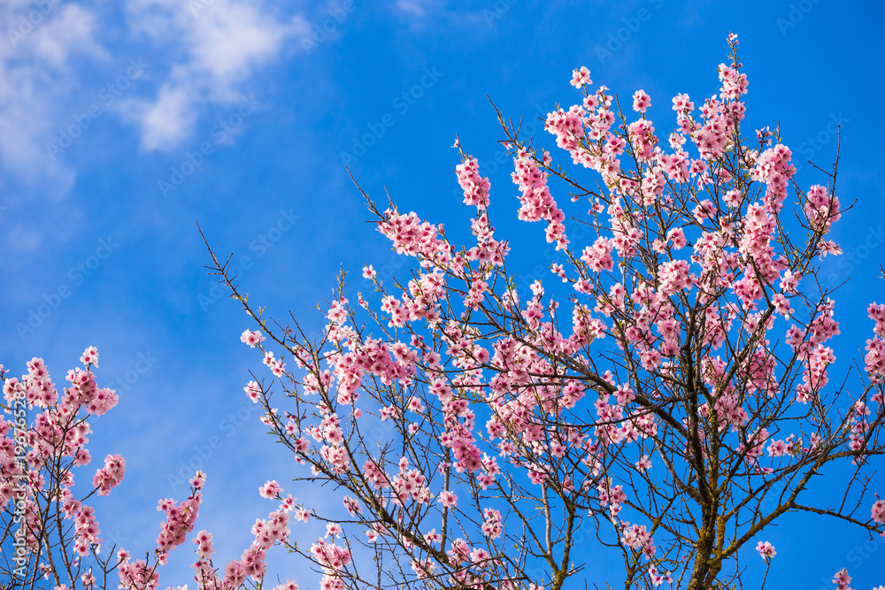almonds flowers branch sky branches clouds background almonds flowers branch sky branches clouds background