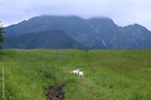 Góra Giewont, polska część Tatr, widok z dołu, zielona łąka, na ścieżce stoją dwie białe kozy, nad Giewontem sciele się gęsta mgła