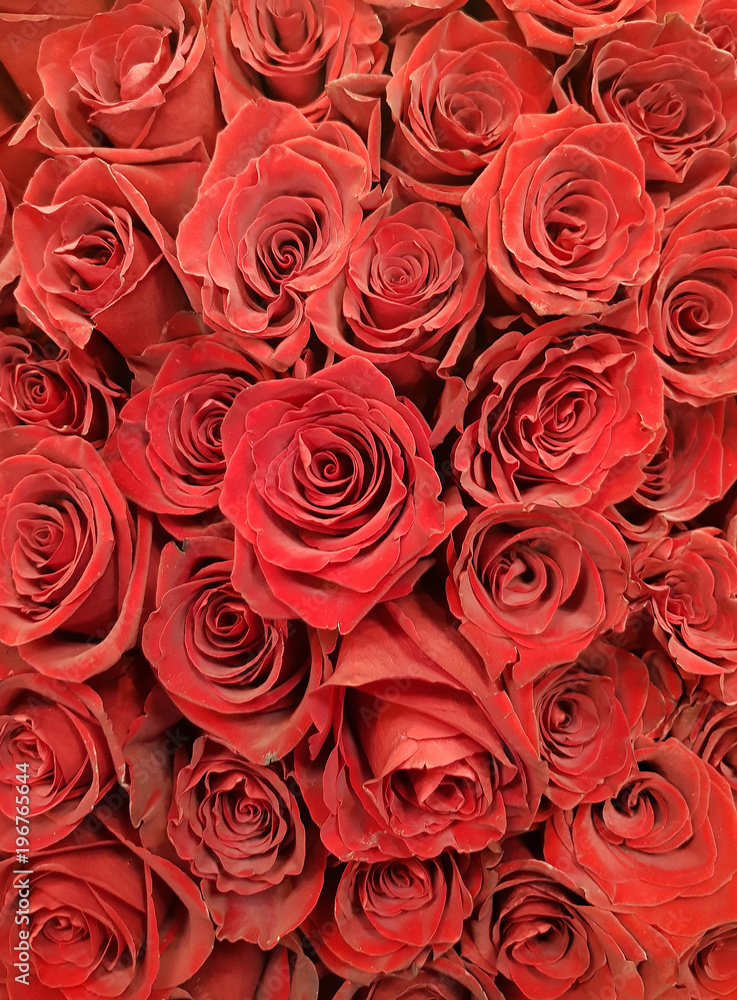 a lot of red Roses background. close up a lot of red Roses background. close up