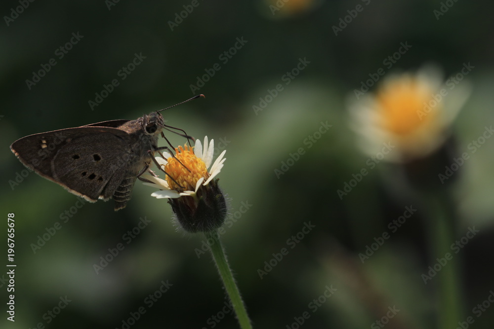 Fototapeta premium Close up th grey butterfly on white and yellow flower and green background