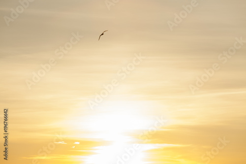 Seagull silhouette above the sea at colorful sunset. Сoncept of harmony and tranquility.