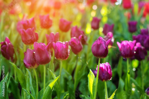 Fototapeta Naklejka Na Ścianę i Meble -  Beautiful tulips in the morning light.