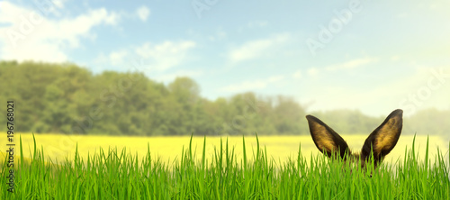 Osterhase im Gras, Feld, Rapsfeld