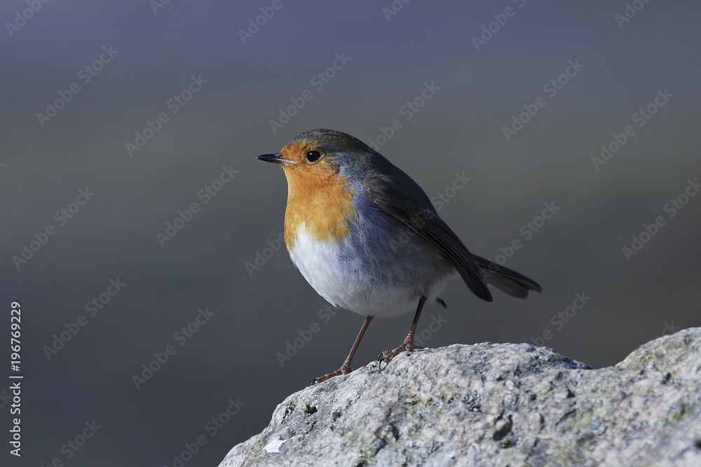 European robin (Erithacus rubecula) European robin (Erithacus rubecula)
