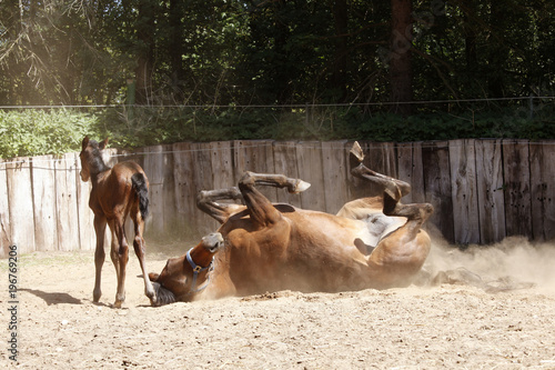 Fototapeta Naklejka Na Ścianę i Meble -  Horse with foal rolls