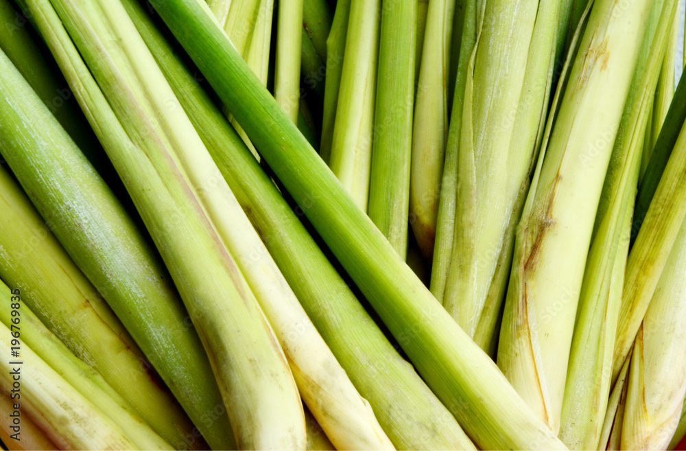 The Power of Lemon grass to Repel Mosquitoes And Biting Insects The Power of Lemon grass to Repel Mosquitoes And Biting Insects