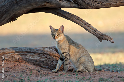 An African wild cat (Felis silvestris lybica), Kalahari desert, South Africa. photo