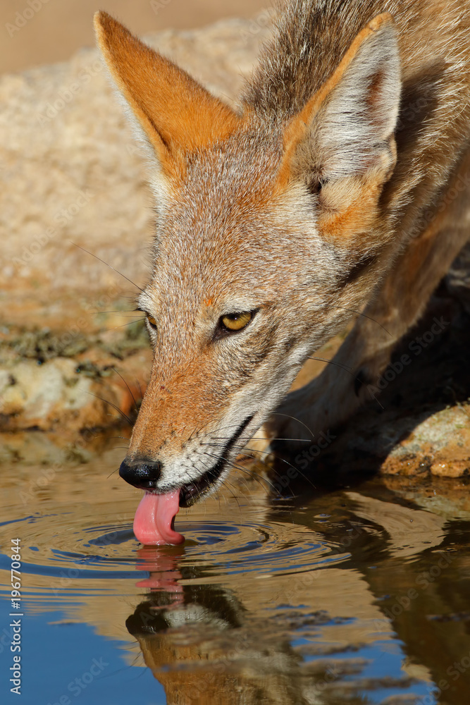 Obraz premium Portrait of a black-backed jackal (Canis mesomelas) drinking water, Kalahari desert, South Africa.