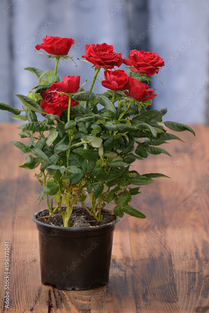 roses in a pot on a wooden table top