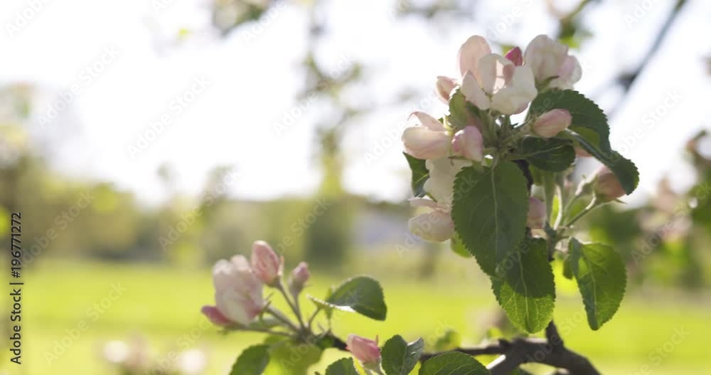 Slow motion pan of blossoming apple tree in a garden Slow motion pan of blossoming apple tree in a garden