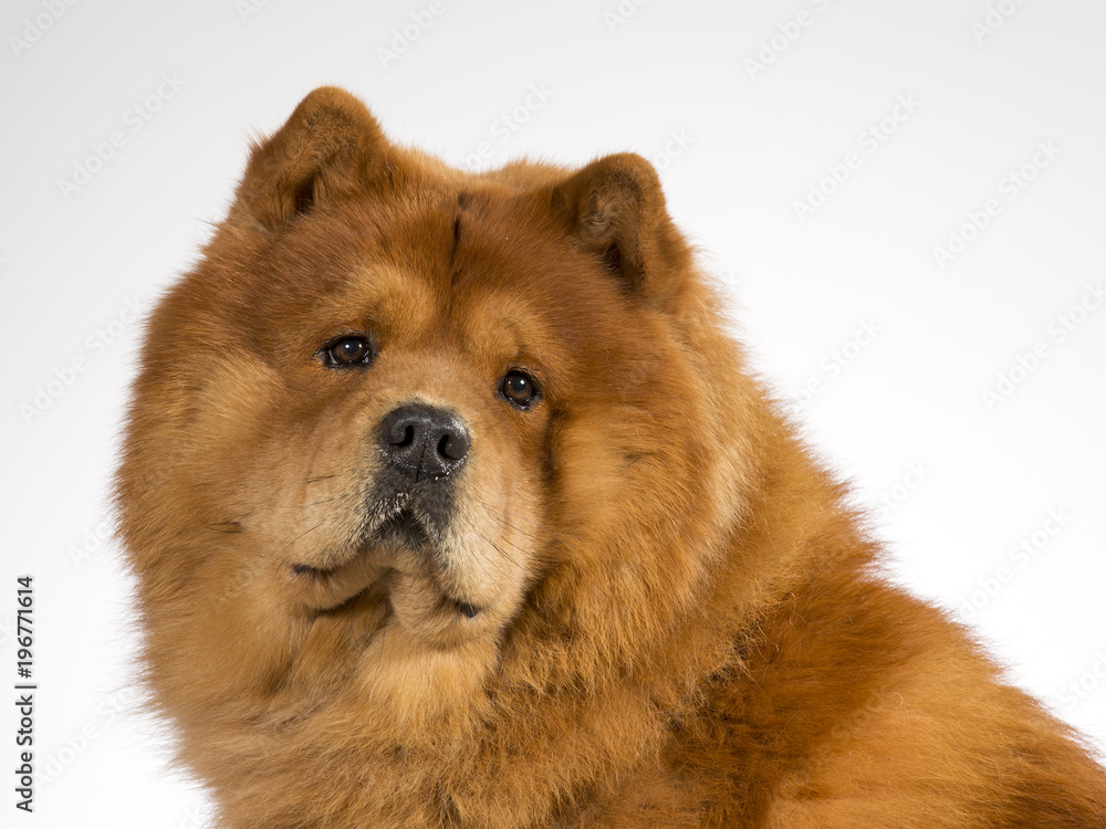 Chow Chow dog portrait. Image taken in a studio with white background.