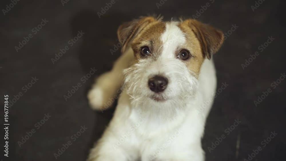 The puppy Jack Russell Terrier is lying on stomach, close-up The puppy Jack Russell Terrier is lying on stomach, close-up