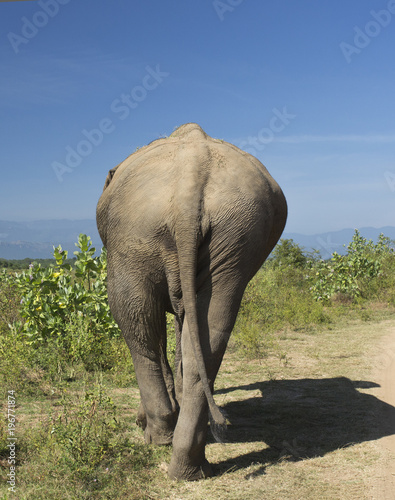 Elephant walking in Natunal park