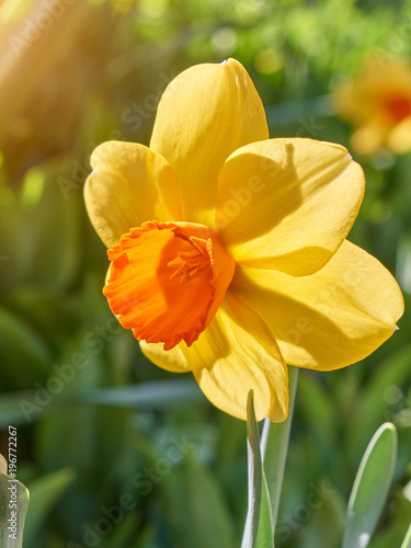 One yellow narcissus photo