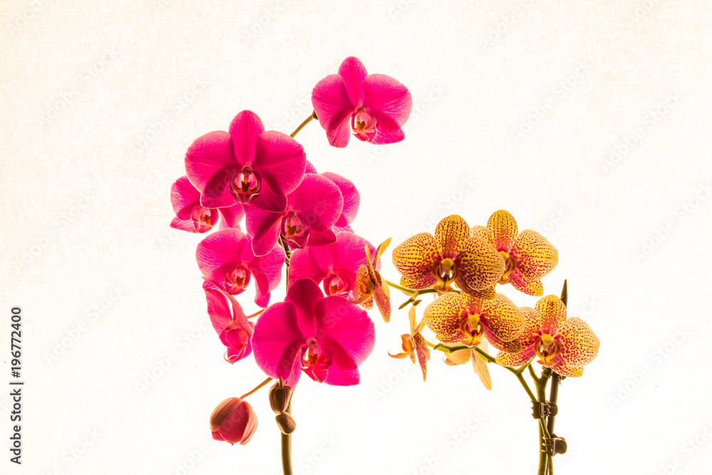 Fototapeta premium Kwiat storczyka na białym tle