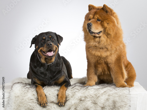 Rottweiler chow puppies cheap