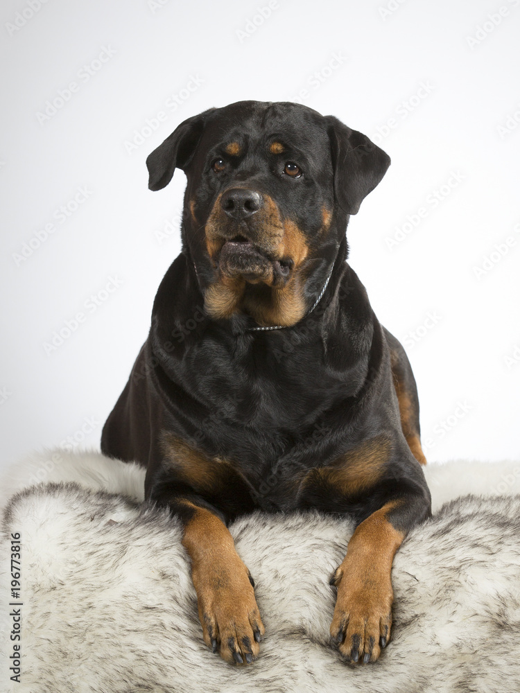 Rottweiler dog portrait. Image taken in a studio with white background. Guarding dog, head portrait.