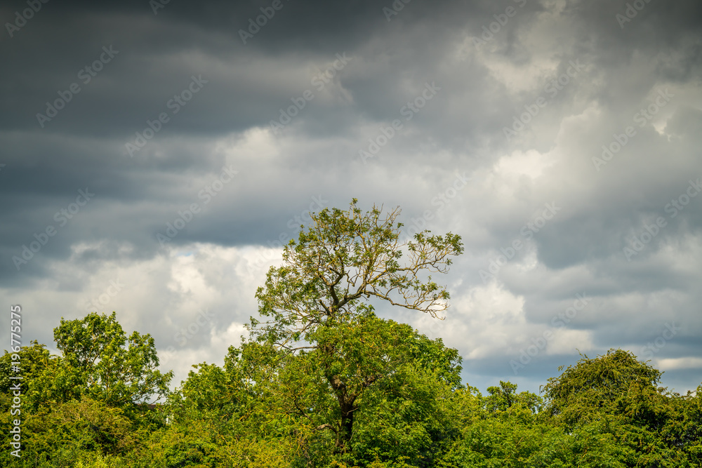 Tree and clouds Tree and clouds