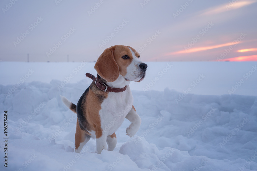 Beagle dog on a walk at sunset on a March evening