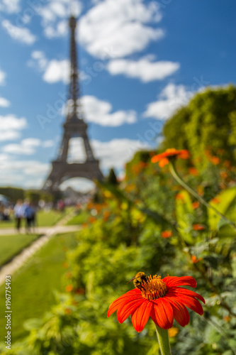 Blooming flower with bee on Eiffel Tower at background