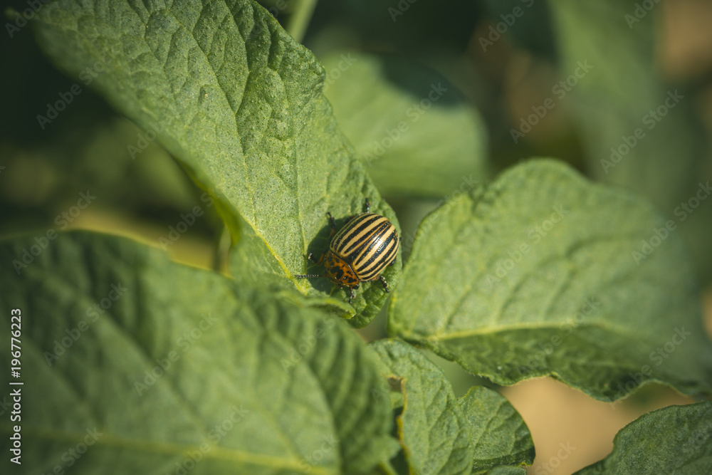 Colorado potato beetle, harvest. Colorado potato beetle, harvest.