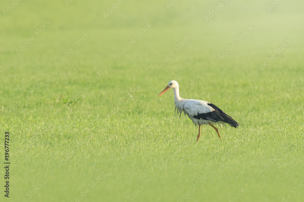 Fototapeta premium Stork bird Ciconia ciconia foraging in grass
