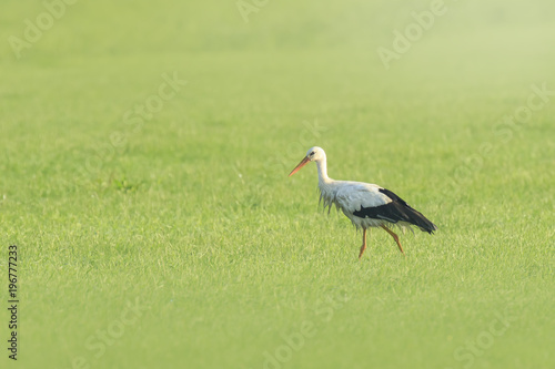 Stork bird Ciconia ciconia foraging in grass