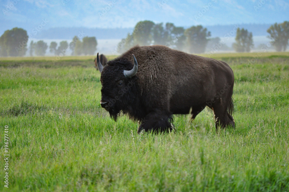 Grazing Grazing