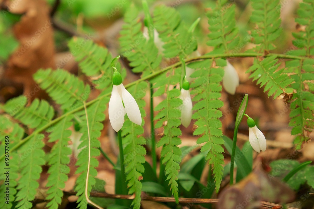 Obraz premium Small flower between autumn leaves in the forest. Spring coming soon.
