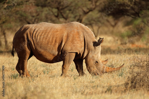 A white rhinoceros  Ceratotherium simum  grazing in natural habitat  South Africa.