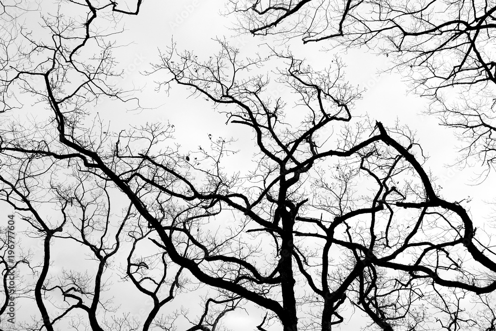 Obraz premium Naked tree branches against a cloudy sky background