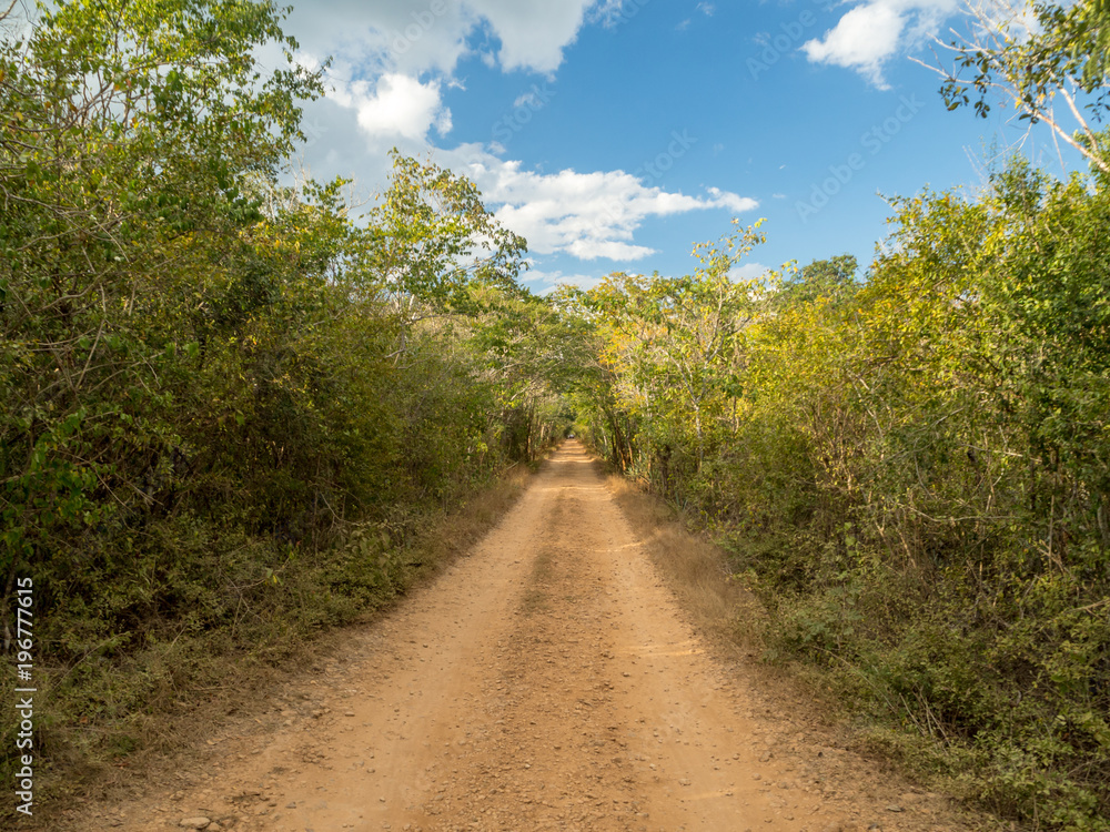 Dusty road running through Mexican Jungle, forest way to ancient Mayan ruins