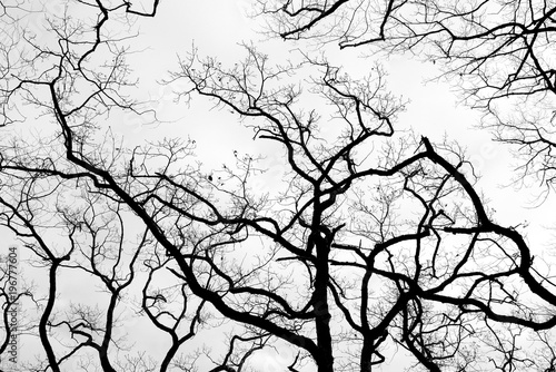Naked tree branches against a cloudy sky background