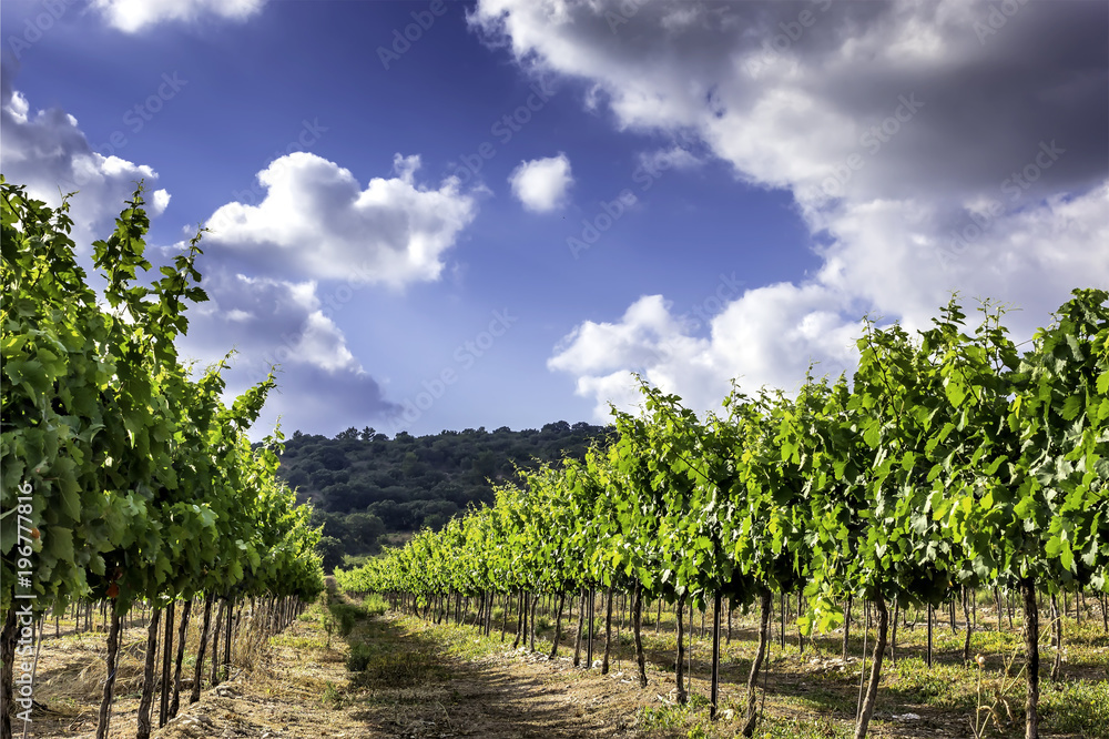 Vineyard in Isareal, against the blue sky HDR. 